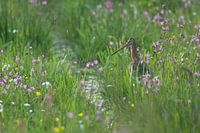 black-tailed godwit in green