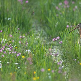 black-tailed godwit in green by Bart Hardorff