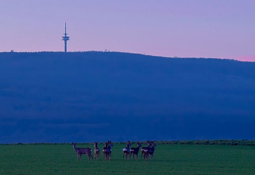 Des chevreuils à l'heure bleue par UMWELTBILD Kurt Möbus