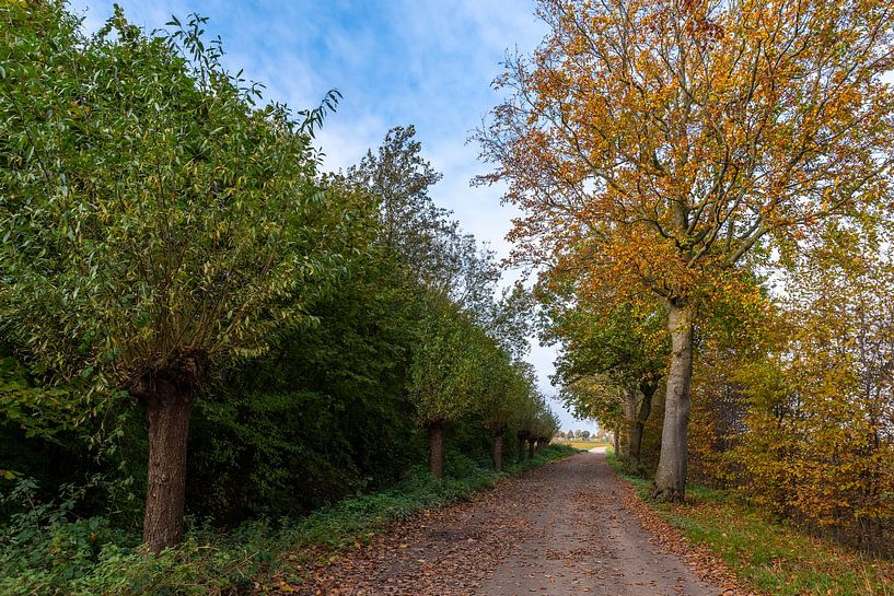 Knotwilgen in een stevig boeren pad. van Els Oomis