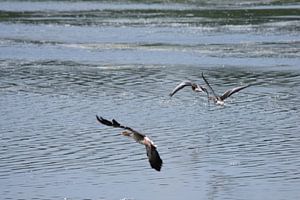 Drei fliegende Gänse