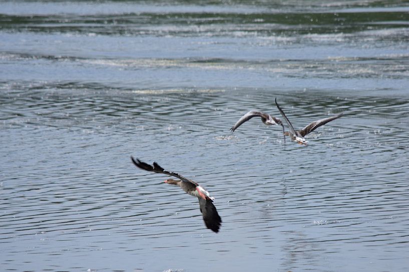 Three flying geese by Gerard de Zwaan