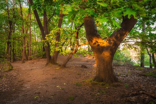 Lentegroen in het Bos