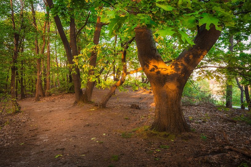 Spring green in the forest by Zwoele Plaatjes