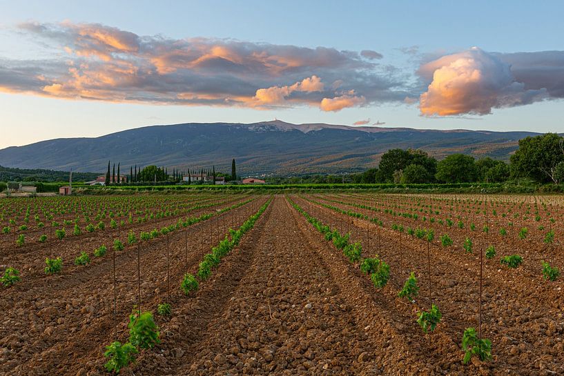 Der Mont Ventoux von Villes-sur-Auzon aus bei Sonnenuntergang von Nele Mispelon