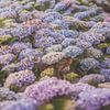 Hortensia's in de zomer van Marina de Wit