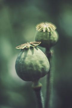 Poppy - Droom in roze van Caroline Meister