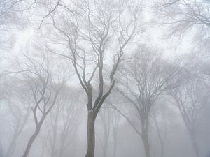Winterwald