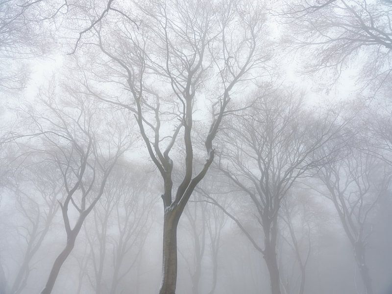 Winter Forest by Max Schiefele