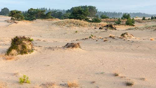 sand plain, Aeckingerzand, Het Drents Friesche Wold, yellow