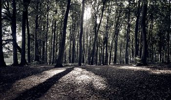 Le soleil à travers les arbres