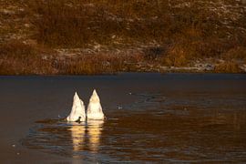 Twee zwanen op zoek naar voedsel in een bevroren duinmeer in het Noordhollands Duinreservaat Bergen aan Zee van Bram Lubbers