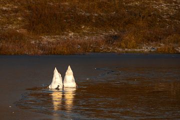 Two swans looking for food in a frozen dune lake in the Noordhollands Duinreservaat Bergen aan Zee by Bram Lubbers