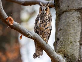 Eine Waldohreule im Baum von Manuel Weiter