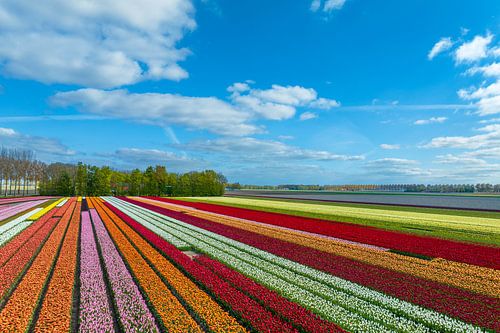 Tulpen op landbouwvelden in de lente van bovenaf gezien