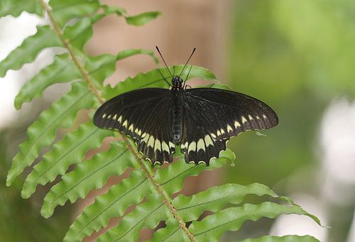 Hirondelle à bordure dorée