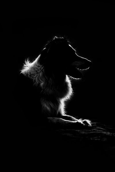 border collie dog fine art by Kim van Beveren