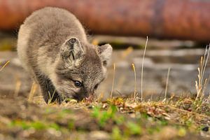 Junger Polarfuchs — Svalbard