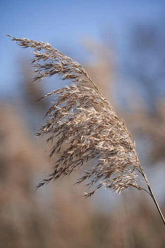 Zarte Schilfhalme im goldenen Licht von Cor de Hamer