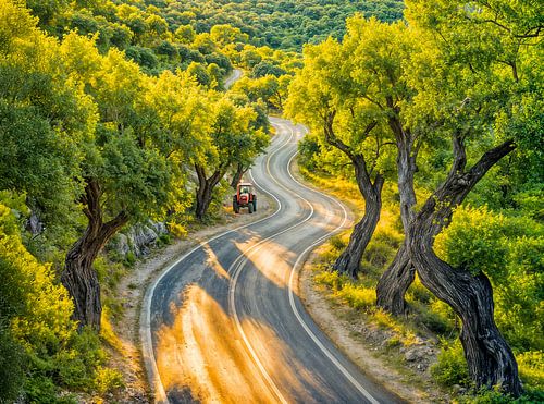 Une oliveraie avec un vieux tracteur au bord d'une route au crépuscule