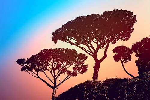 Trees in the evening light