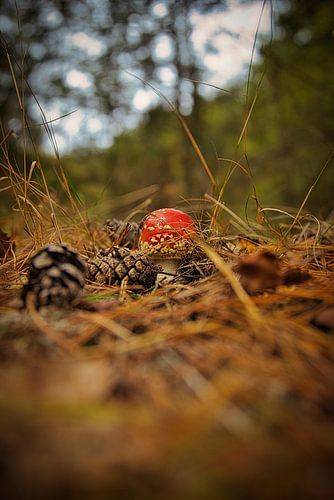 Petit champignon des mouches