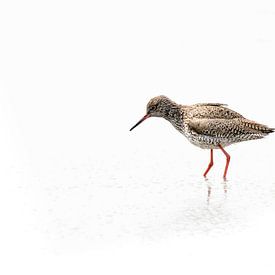 Common redshank in High Key by John Goossens Photography