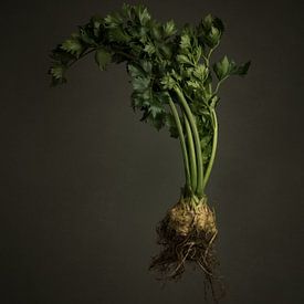 Gemüse der Saison - Knollensellerie im Freien von Mariska Vereijken