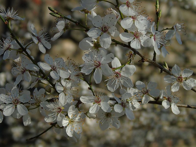 witte bloesem by Mirjam Jezewski