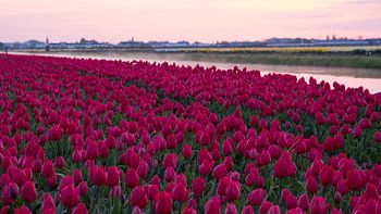 Bloeiend tulpenveld bij zonsopkomst in omgeving Lisse
