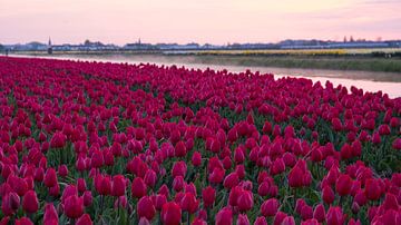 Bloeiend tulpenveld bij zonsopkomst in omgeving Lisse van Anna Krasnopeeva