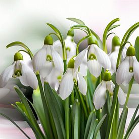 Wo es Krokusse gibt, gibt es auch Schneeglöckchen von Andreas Wemmje