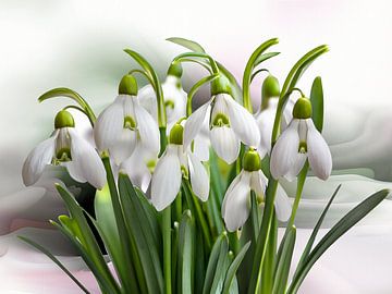 Waar krokussen groeien, groeien ook sneeuwklokjes.