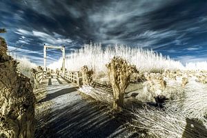 Kalter Wintertag in den Rhoonse Grienden