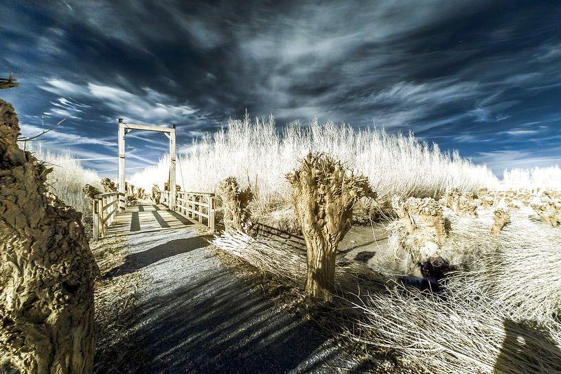 Cold winter day in the Rhoonse Grienden by Ad Van Koppen Fotografie