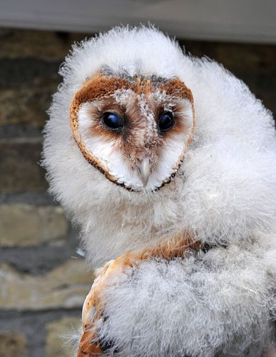 Jonge Kerkuil 
