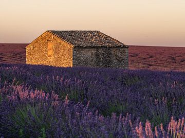 Hangar dans un champ de lavande dans la belle lumière du soir sur Hillebrand Breuker