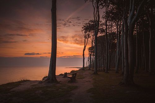Lever de soleil dans la forêt fantôme de Nienhagen