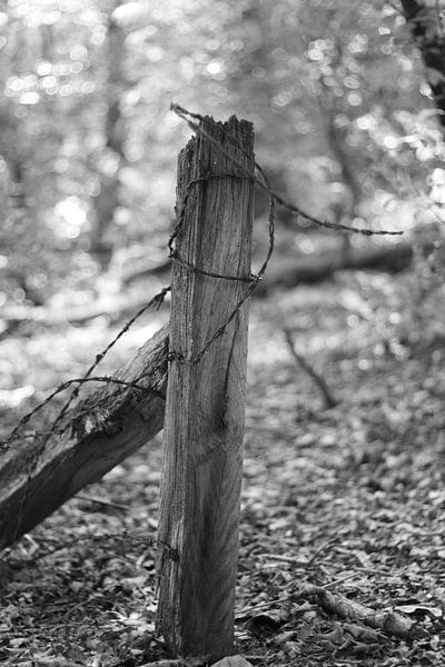 Fils barbelés dans la forêt par VenPhoto