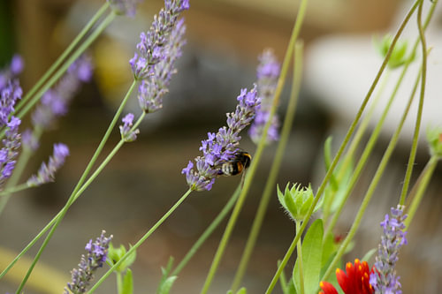 Bei Lavendelblüten von Patricia Hofmeester