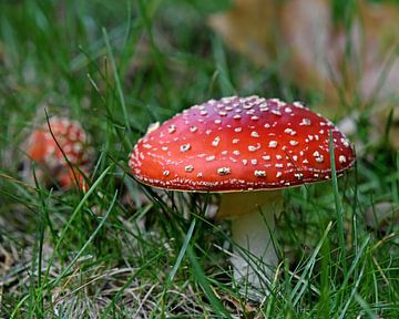 Herfst: de kleurrijke  vliegenzwam (Amanita muscaria) van Rini Kools