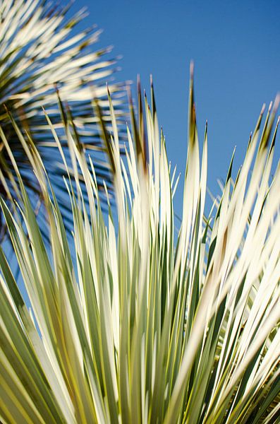 Yucca-Blätter Gegen den blauen Himmel - Wüstenpflanzen-Fotografie von Carolina Reina Photography