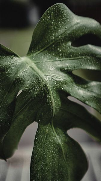 Monstera by Hello Pompoyo