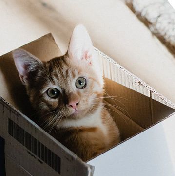 Kitten in doos van Jean Weijnen
