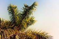 Palmboom in Nerja (Spanje)