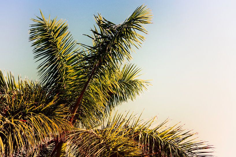 Palmboom in Nerja (Spanje) van Aron van Oort