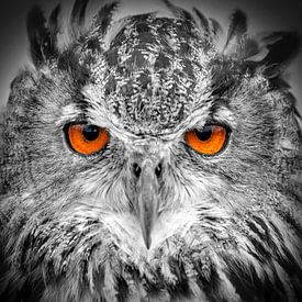 Eagle-owl by Frans Lemmens