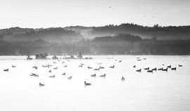 Ganzen in de mist van Pieter Heres