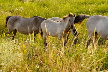 Konikpaarden in de Ooijpolder van Alice Berkien-van Mil