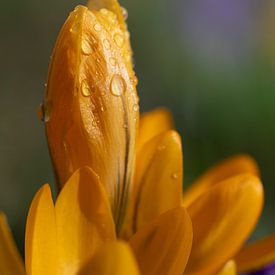 Crocus à fleurs jaunes au printemps sur Ulrike Leone